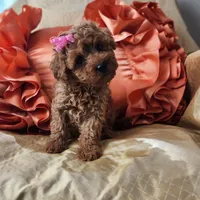Macy, a female Miniature Goldendoodle for sale in Tulsa, OK – 7 of 8