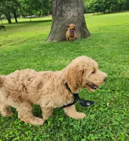 Jack, a male Goldendoodle for sale in Tulsa, OK – 7 of 9