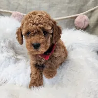Willow, a  Miniature Goldendoodle for sale in Tulsa, OK – 7 of 10