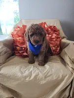 Rex, a male Miniature Goldendoodle for sale in Tulsa, OK – 4 of 10