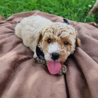 Charlie, a male Miniature Goldendoodle for sale in Tulsa, OK – 9 of 9