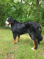 Claire, a female Bernese Mountain Dog for sale in Tulsa, OK – 3 of 5