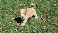 Bailey, a female Bernedoodle for sale in Tulsa, OK – 5 of 5