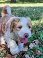 Bailey, a female Bernedoodle for sale in Tulsa, OK – 3 of 5