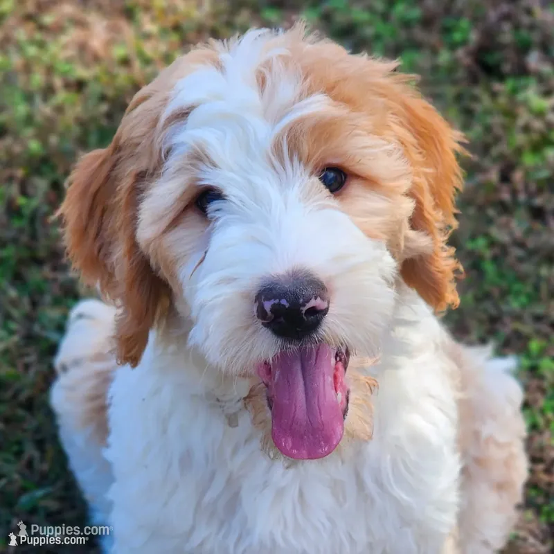 Bailey – Bernedoodle puppy for sale in Tulsa, OK