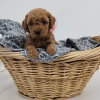 Willow, a  Miniature Goldendoodle for sale in Tulsa, OK – 6 of 10