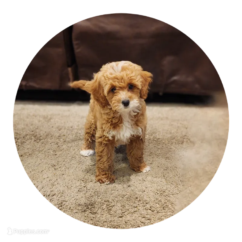 Willy – Miniature Goldendoodle puppy for sale in Tulsa, OK