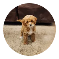 Willow, a  Miniature Goldendoodle for sale in Tulsa, OK – 2 of 10