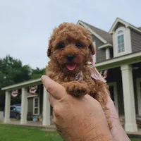 Macy, a female Miniature Goldendoodle for sale in Tulsa, OK – 5 of 8