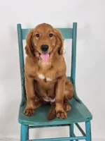 Shandy Ann, a female Golden Retriever for sale in Tulsa, OK – 5 of 5