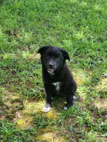 Milly, a female Border Collie and Labrador Retriever for sale in Tulsa, OK – 5 of 10