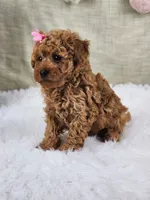 Macy, a female Miniature Goldendoodle for sale in Tulsa, OK – 8 of 8
