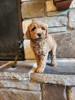 Rosie, a female Miniature Goldendoodle for sale in Tulsa, OK – 8 of 10