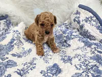 Barklee, a male Miniature Goldendoodle for sale in Tulsa, OK – 1 of 2