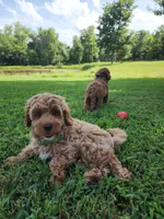 Sam, a male Miniature Goldendoodle for sale in Tulsa, OK – 4 of 10