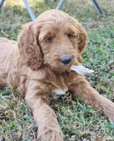 Elsie , a female Goldendoodle for sale in Tulsa, OK – 3 of 6