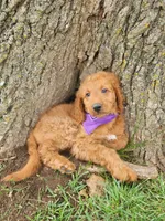 Sadie, a female Goldendoodle for sale in Tulsa, OK – 10 of 10