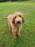 Bo, a male Goldendoodle for sale in Tulsa, OK – 2 of 10