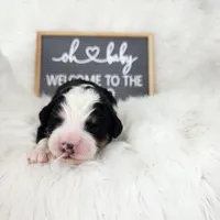 Scout, a male Miniature Bernedoodle for sale in Tulsa, OK – 1 of 1