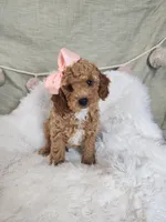 Willow, a  Miniature Goldendoodle for sale in Tulsa, OK – 9 of 10