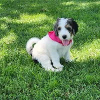 Baxter, a  Bernedoodle for sale in Tulsa, OK – 6 of 9