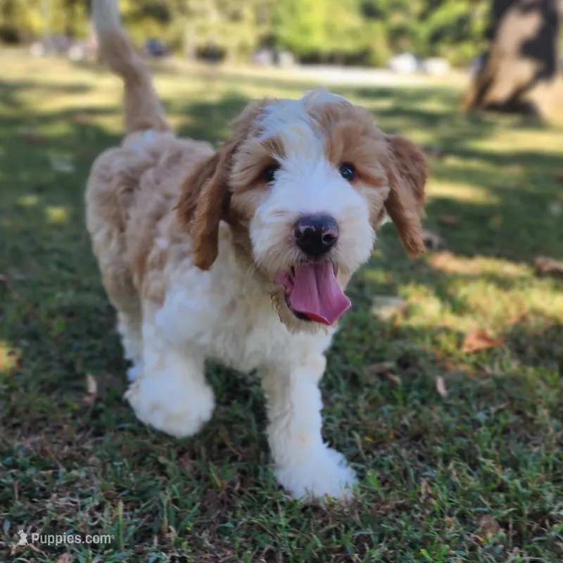 Bailey – Bernedoodle puppy for sale in Tulsa, OK