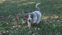Birdie, a female Bernedoodle for sale in Tulsa, OK – 3 of 5