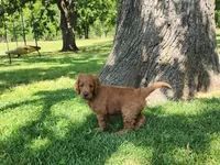 Hank, a male Goldendoodle for sale in Tulsa, OK – 3 of 10