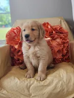 Lainey, a  Golden Retriever for sale in Tulsa, OK – 4 of 8