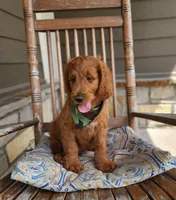 Hank, a male Goldendoodle for sale in Tulsa, OK – 2 of 10