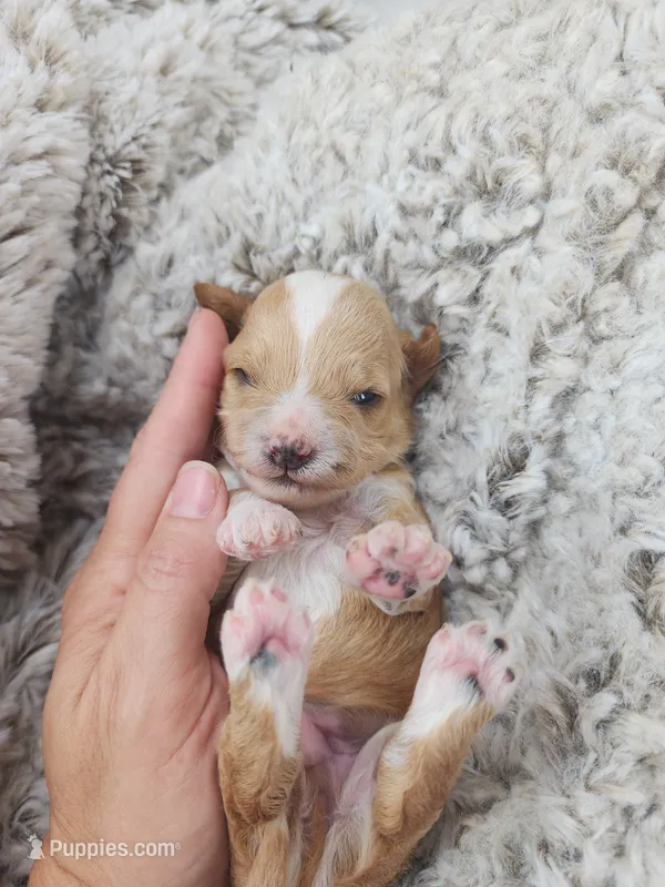 Willy – Miniature Goldendoodle puppy for sale in Tulsa, OK