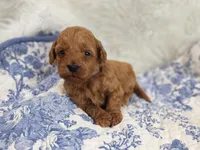Benny, a male Miniature Goldendoodle for sale in Tulsa, OK – 2 of 4
