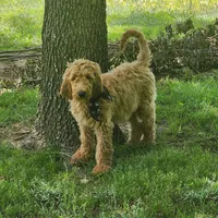 Bo, a male Goldendoodle for sale in Tulsa, OK – 6 of 10