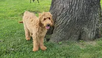 Bo, a male Goldendoodle for sale in Tulsa, OK – 10 of 10
