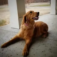 Maggie, a female Golden Retriever for sale in Tulsa, OK – 6 of 10