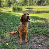 Maggie, a female Golden Retriever for sale in Tulsa, OK – 9 of 10