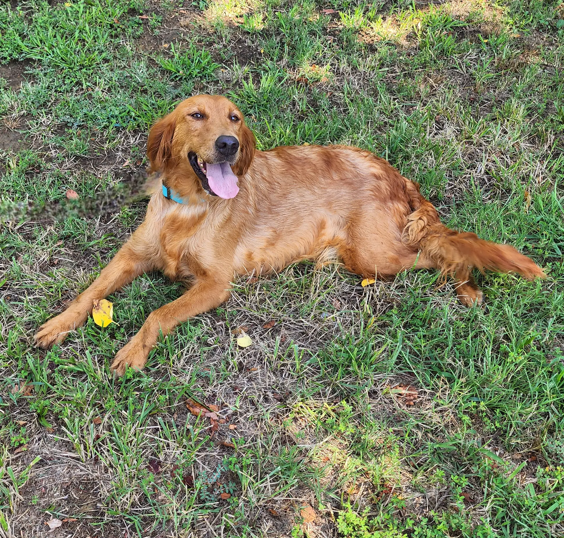 Maggie, a female Golden Retriever for sale in Tulsa, OK – 8 of 10