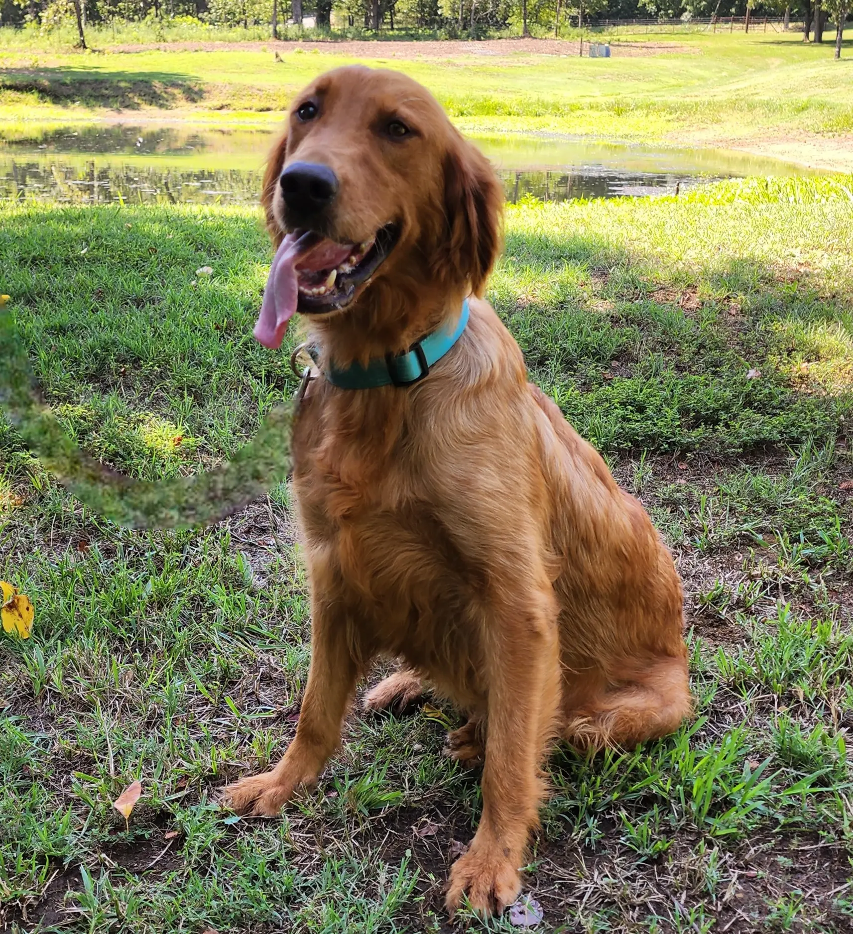 Maggie, a female Golden Retriever for sale in Tulsa, OK – 7 of 10