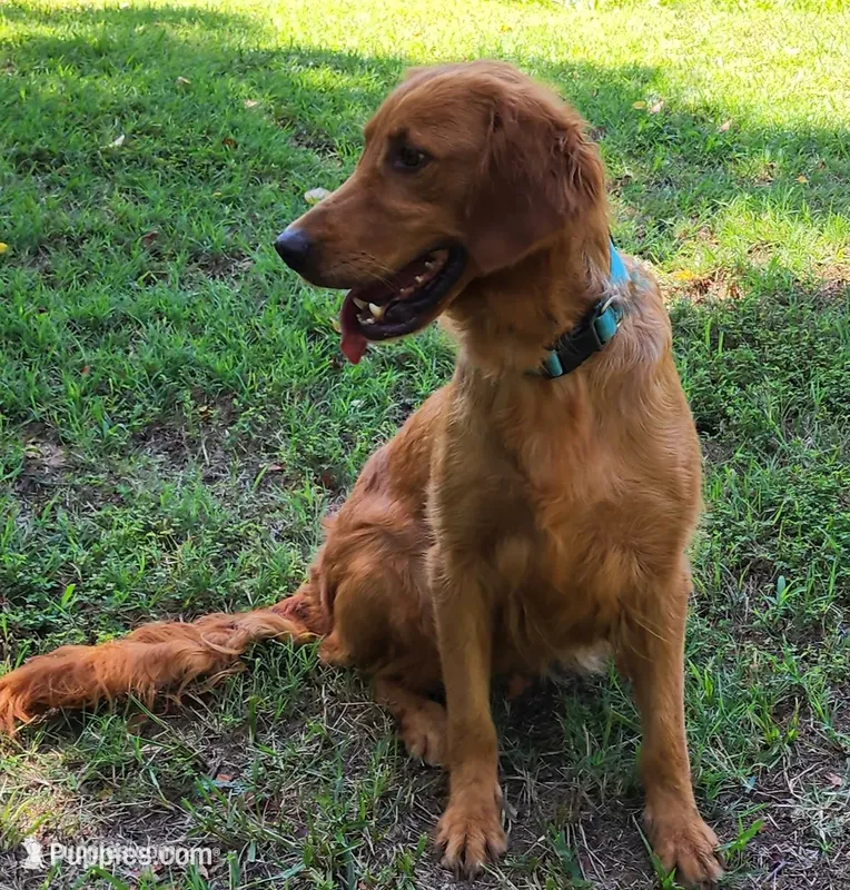 Maggie – Golden Retriever puppy for sale in Tulsa, OK