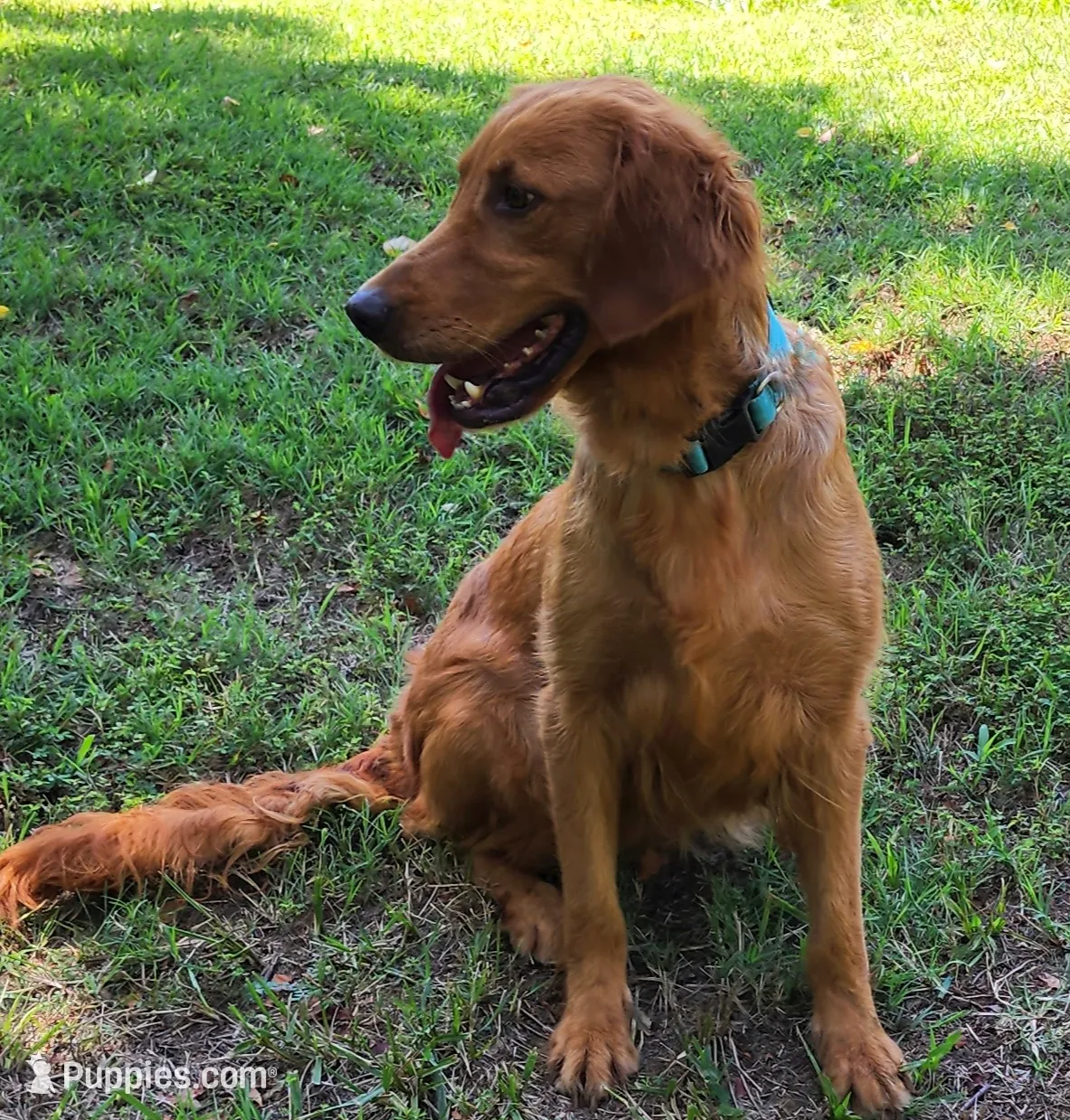 Maggie, a female Golden Retriever for sale in Tulsa, OK – 1 of 10
