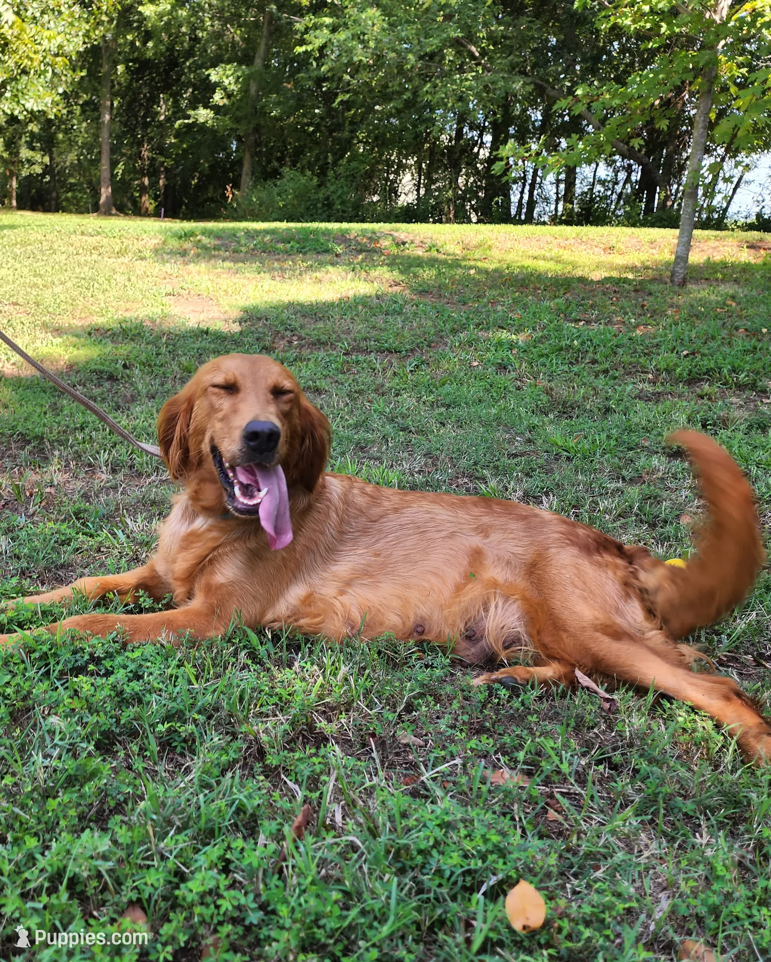 Maggie, a female Golden Retriever for sale in Tulsa, OK – 10 of 10