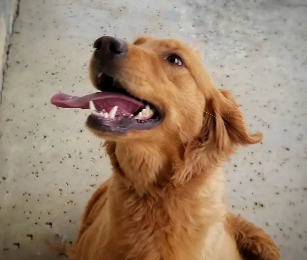 Maggie, a female Golden Retriever for sale in Tulsa, OK – 5 of 10