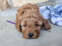 Winnie, a female Miniature Goldendoodle for sale in Tulsa, OK – 3 of 7