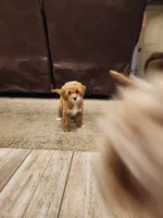 Willow, a  Miniature Goldendoodle for sale in Tulsa, OK – 3 of 10