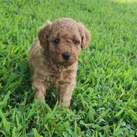 Rosie, a female Miniature Goldendoodle for sale in Tulsa, OK – 9 of 10