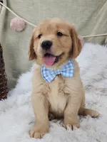Lainey, a  Golden Retriever for sale in Tulsa, OK – 1 of 8
