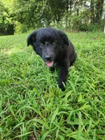 Milly, a female Border Collie and Labrador Retriever for sale in Tulsa, OK – 10 of 10