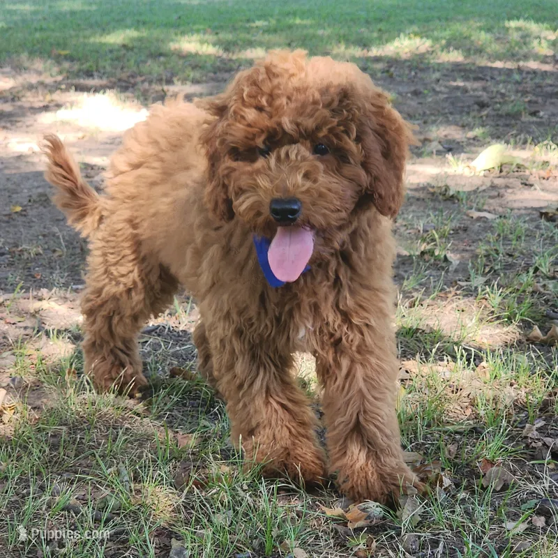 Rex – Miniature Goldendoodle puppy for sale in Tulsa, OK