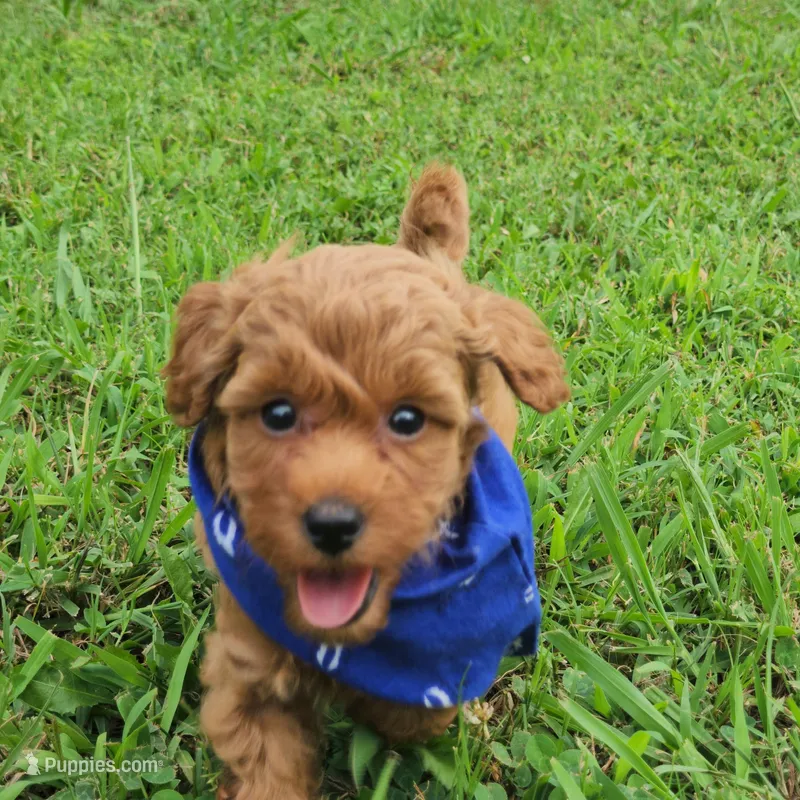 Benny – Miniature Goldendoodle puppy for sale in Tulsa, OK