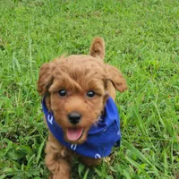 Benny, a male Miniature Goldendoodle for sale in Tulsa, OK – 4 of 10